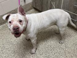 Shelter Stray Female Dog last seen Near BLOCK E DALE ST, COLORADO SPRINGS CO 80903, 610 Abbot Ln, Colorado Springs, CO 80905, USA