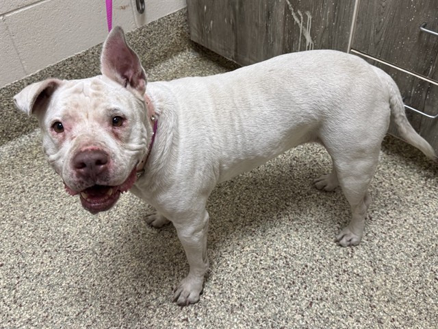 Shelter Stray Female Dog last seen Near BLOCK E DALE ST, COLORADO SPRINGS CO 80903, 610 Abbot Ln, Colorado Springs, CO 80905, USA