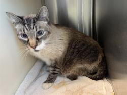 Shelter Stray Male Cat last seen Near BLOCK HUBBELL DR, COLORADO SPRINGS CO 80911, 610 Abbot Ln, Colorado Springs, CO 80905, USA