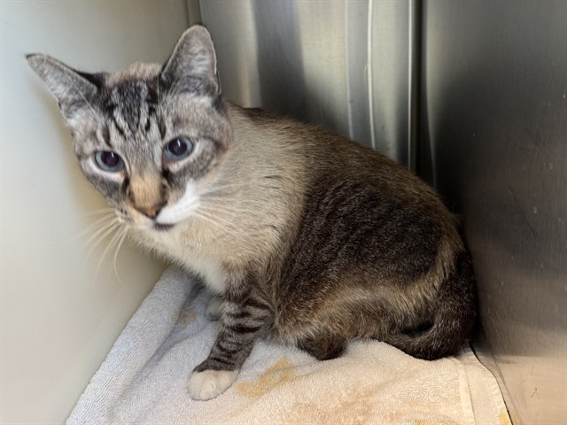 Shelter Stray Male Cat last seen Near BLOCK HUBBELL DR, COLORADO SPRINGS CO 80911, 610 Abbot Ln, Colorado Springs, CO 80905, USA