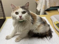 Shelter Stray Female Cat last seen Near BLOCK RANCHER DR, FOUNTAIN CO 80817, 610 Abbot Ln, Colorado Springs, CO 80905, USA