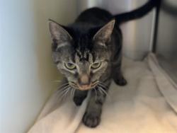 Shelter Stray Female Cat last seen Near BLOCK S MILLBURN, COLORADO SPRINGS CO 80906, 610 Abbot Ln, Colorado Springs, CO 80905, USA