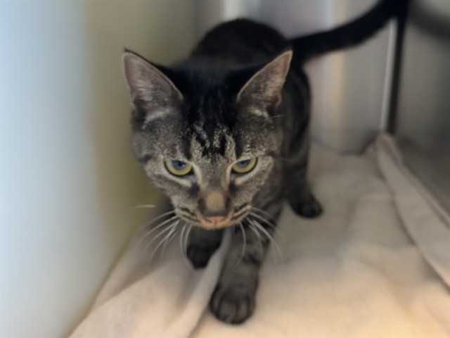 Shelter Stray Female Cat last seen Near BLOCK S MILLBURN, COLORADO SPRINGS CO 80906, 610 Abbot Ln, Colorado Springs, CO 80905, USA