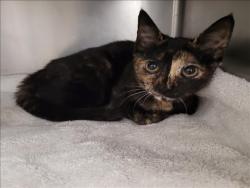 Shelter Stray Female Cat last seen , 11361 W Pico Blvd, Los Angeles, CA 90064, USA
