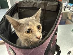 Shelter Stray Female Cat last seen Near BLOCK CANYON TRL, INDIO CA 92201, 72050 Pet Land Pl, Thousand Palms, CA 92276, USA