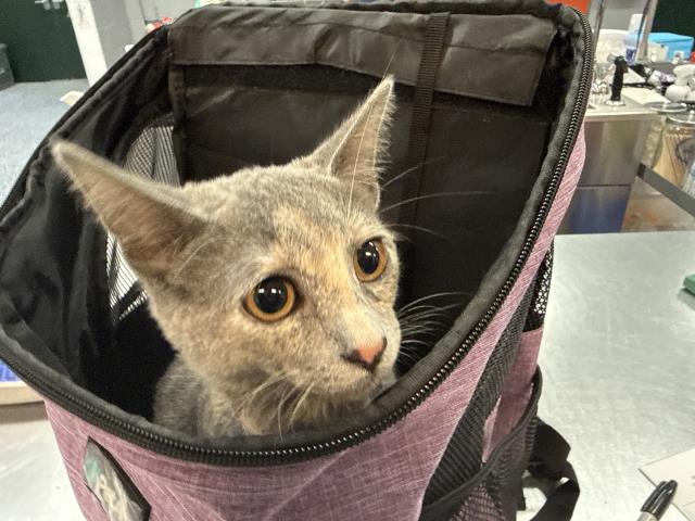 Shelter Stray Female Cat last seen Near BLOCK CANYON TRL, INDIO CA 92201, 72050 Pet Land Pl, Thousand Palms, CA 92276, USA