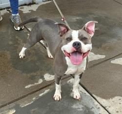 Shelter Stray Female Dog last seen Near BLOCK N 17TH STREET, 3528 Newburg Rd, Louisville, KY 40218, USA