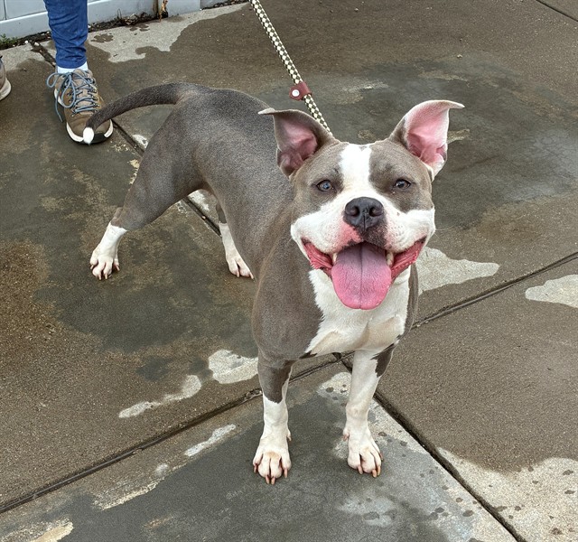 Shelter Stray Female Dog last seen Near BLOCK N 17TH STREET, 3528 Newburg Rd, Louisville, KY 40218, USA