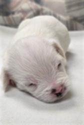 Shelter Stray Female Dog last seen CANDYLAND PARK, LONGWOOD, 232 Eslinger Way, Sanford, FL 32773, USA