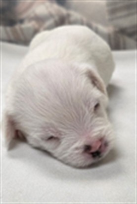 Shelter Stray Female Dog last seen CANDYLAND PARK, LONGWOOD, 232 Eslinger Way, Sanford, FL 32773, USA
