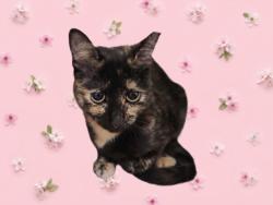 Shelter Stray Female Cat last seen , 1850 W 60th St, Los Angeles, CA 90047, USA