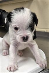 Shelter Stray Male Dog last seen CANDYLAND PARK, LONGWOOD, 232 Eslinger Way, Sanford, FL 32773, USA