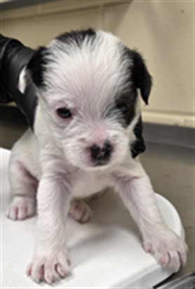 Shelter Stray Male Dog last seen CANDYLAND PARK, LONGWOOD, 232 Eslinger Way, Sanford, FL 32773, USA