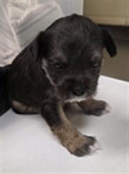 Shelter Stray Male Dog last seen CANDYLAND PARK, LONGWOOD, 232 Eslinger Way, Sanford, FL 32773, USA