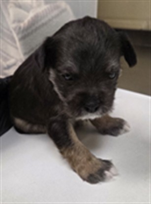 Shelter Stray Male Dog last seen CANDYLAND PARK, LONGWOOD, 232 Eslinger Way, Sanford, FL 32773, USA