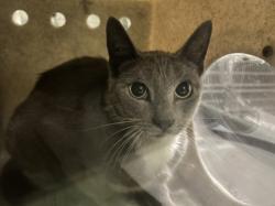 Shelter Stray Female Cat last seen , 1850 W 60th St, Los Angeles, CA 90047, USA