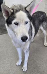 Shelter Stray Male Dog last seen N CLIFFORD AND TAHOE ST, 333 Chandler Pl, San Bernardino, CA 92408, USA