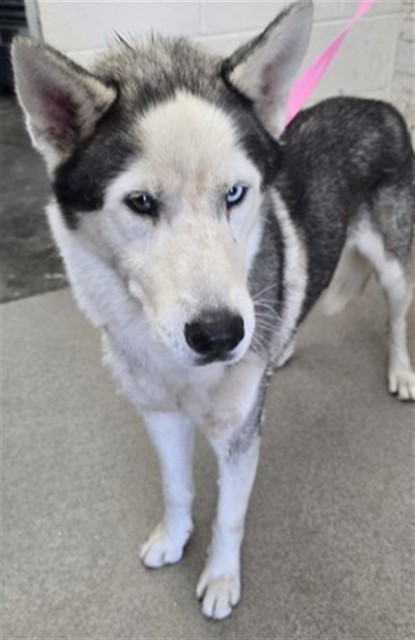 Shelter Stray Male Dog last seen N CLIFFORD AND TAHOE ST, 333 Chandler Pl, San Bernardino, CA 92408, USA