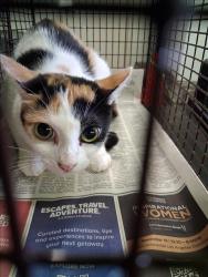 Shelter Stray Female Cat last seen , 1850 W 60th St, Los Angeles, CA 90047, USA