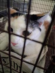 Shelter Stray Female Cat last seen , 1850 W 60th St, Los Angeles, CA 90047, USA