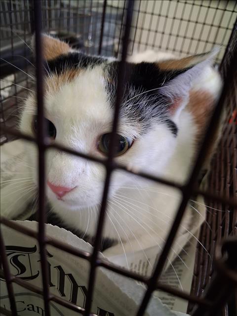Shelter Stray Female Cat last seen , 1850 W 60th St, Los Angeles, CA 90047, USA