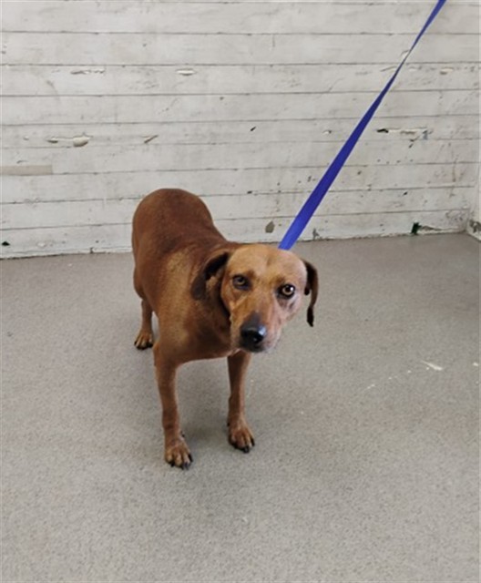 Shelter Stray Male Dog last seen Near BLOCK RANDALL AVE, 333 Chandler Pl, San Bernardino, CA 92408, USA