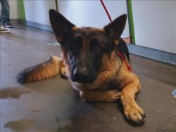 Shelter Stray Male Dog last seen , 1850 W 60th St, Los Angeles, CA 90047, USA