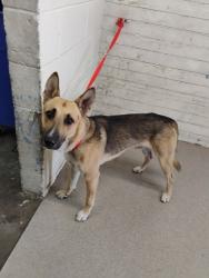 Shelter Stray Male Dog last seen Near BLOCK 1/2 N MT VERNON, 333 Chandler Pl, San Bernardino, CA 92408, USA