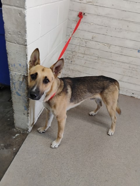 Shelter Stray Male Dog last seen Near BLOCK 1/2 N MT VERNON, 333 Chandler Pl, San Bernardino, CA 92408, USA
