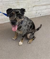 Shelter Stray Female Dog last seen MAGNOLIA, 333 Chandler Pl, San Bernardino, CA 92408, USA