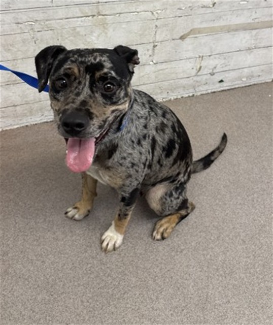 Shelter Stray Female Dog last seen MAGNOLIA, 333 Chandler Pl, San Bernardino, CA 92408, USA