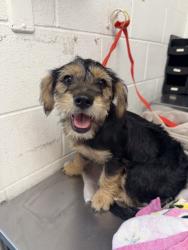 Shelter Stray Female Dog last seen Near BLOCK S EUCALYPTUS AVE, 333 Chandler Pl, San Bernardino, CA 92408, USA