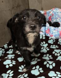 Shelter Stray Female Dog last seen IRIS X ELM AVE, 333 Chandler Pl, San Bernardino, CA 92408, USA
