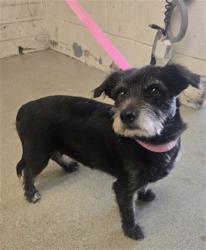 Shelter Stray Female Dog last seen IRIS X ELM AVE, 333 Chandler Pl, San Bernardino, CA 92408, USA