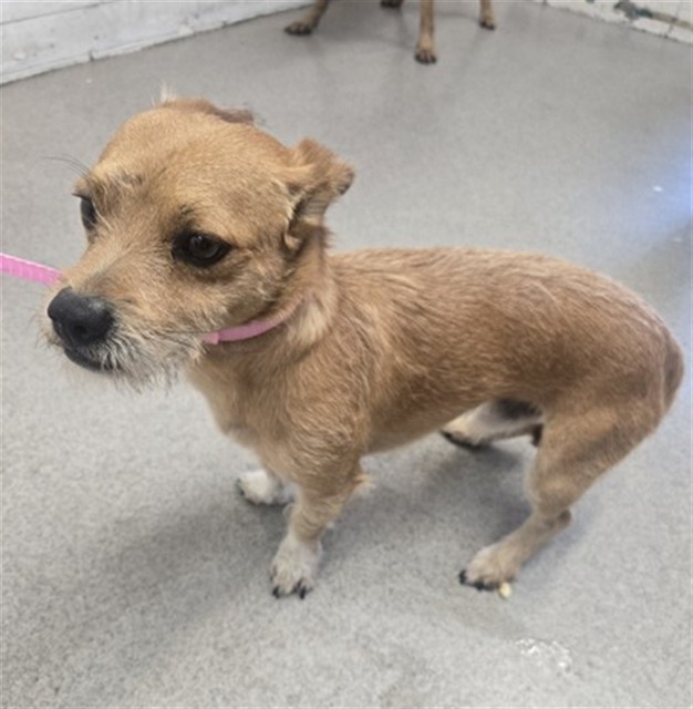Shelter Stray Male Dog last seen IRIS X ELM AVE, 333 Chandler Pl, San Bernardino, CA 92408, USA