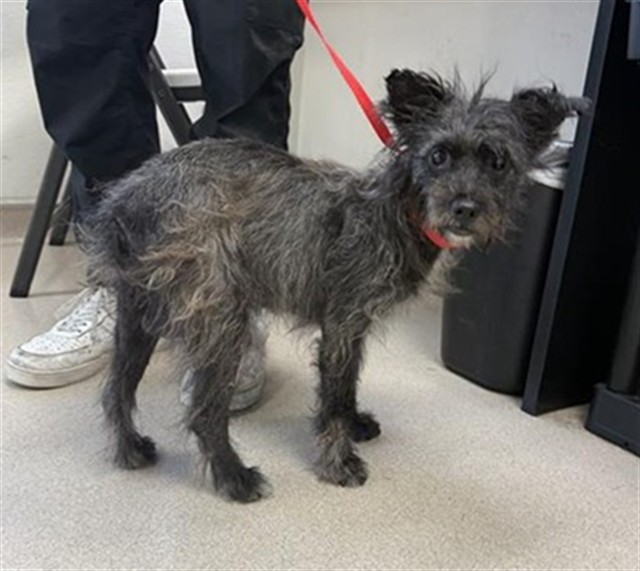 Shelter Stray Male Dog last seen Near BLK 67TH ST, LONG BEACH, CA 90805, 7700 E Spring St, Long Beach, CA 90815, USA