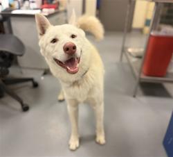 Shelter Stray Male Dog last seen Near BLOCK N ALESSANDRO ST, HEMET CA 92543, 581 S Grand Ave, San Jacinto, CA 92582, USA