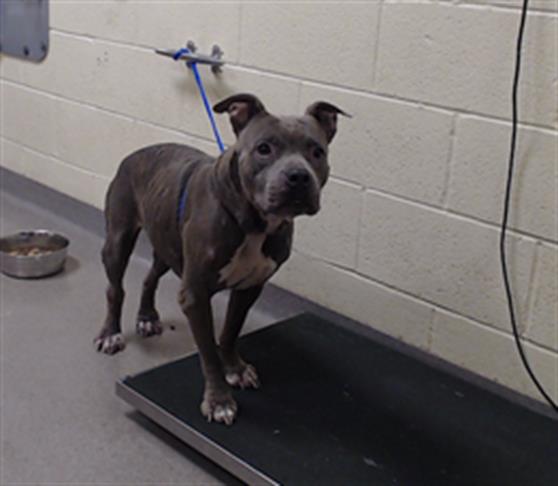 Shelter Stray Female Dog last seen Near BLOCK N WILLIAMS ST, DENVER CO 80218, 1241 W Bayaud Ave, Denver, CO 80223, USA