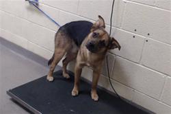 Shelter Stray Male Dog last seen Near BLOCK N HIGH ST, DENVER, CO 80205-3436, UNITED STATES, 1241 W Bayaud Ave, Denver, CO 80223, USA