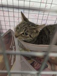Shelter Stray Female Cat last seen Near BLOCK NW 1 ST, CORAL SPRINGS FL 33071, 2400 SW 42nd St, Fort Lauderdale, FL 33312, USA