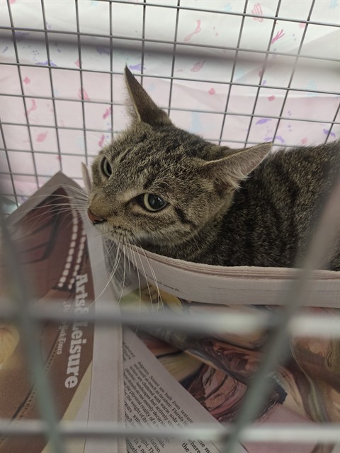 Shelter Stray Female Cat last seen Near BLOCK NW 1 ST, CORAL SPRINGS FL 33071, 2400 SW 42nd St, Fort Lauderdale, FL 33312, USA