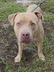 Shelter Stray Male Dog last seen Near BLOCK JAMAICA DR, MIRAMAR FL 33023, 2400 SW 42nd St, Fort Lauderdale, FL 33312, USA