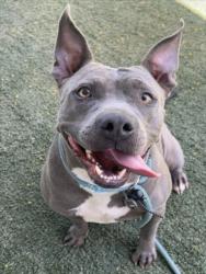 Shelter Stray Female Dog last seen , West Valley Animal Shelter, 20655 Plummer St, Chatsworth, CA 91311, USA