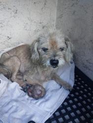 Shelter Stray Female Dog last seen Near BLOCK NW 35 ST, LAUDERHILL FL 33319, 2400 SW 42nd St, Fort Lauderdale, FL 33312, USA