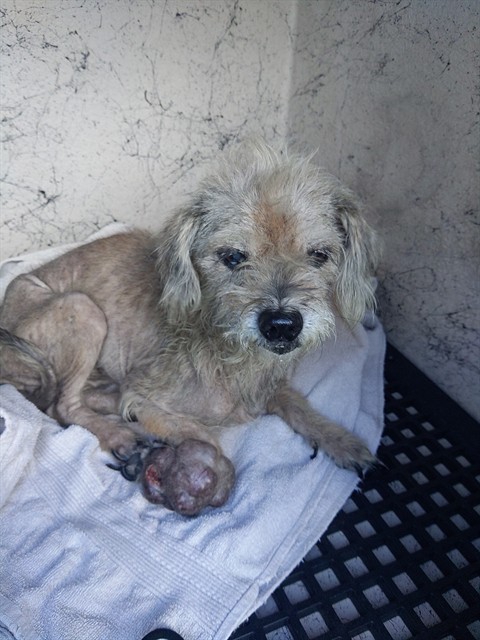 Shelter Stray Female Dog last seen Near BLOCK NW 35 ST, LAUDERHILL FL 33319, 2400 SW 42nd St, Fort Lauderdale, FL 33312, USA