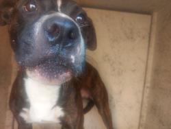 Shelter Stray Male Dog last seen Near BLOCK N 55 AV, HOLLYWOOD FL 33021, 2400 SW 42nd St, Fort Lauderdale, FL 33312, USA