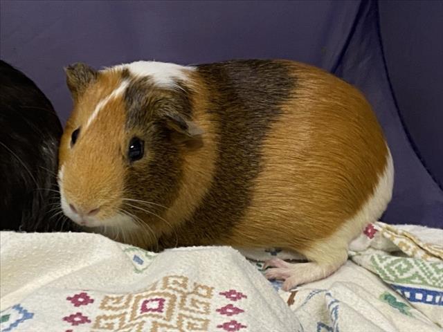 Shelter Stray Male Other last seen , West Valley Animal Shelter, 20655 Plummer St, Chatsworth, CA 91311, USA