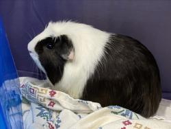 Shelter Stray Male Other last seen , West Valley Animal Shelter, 20655 Plummer St, Chatsworth, CA 91311, USA