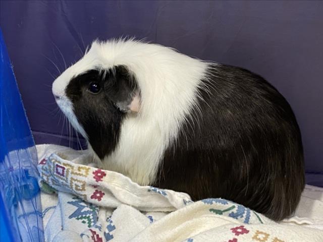 Shelter Stray Male Other last seen , West Valley Animal Shelter, 20655 Plummer St, Chatsworth, CA 91311, USA