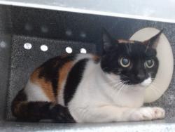 Shelter Stray Female Cat last seen , 2769 Conroy Rd, Orlando, FL 32839, USA